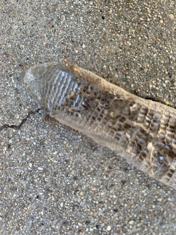 Tucson snake skin