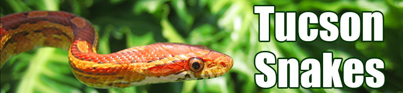 Tucson snake